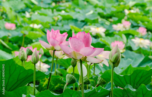 Pink, white, yellow nuphar flowers, green field on lake, water-lily, pond-lily, spatterdock, Nelumbo nucifera, also known as Indian lotus, sacred lotus, bean of India, lotus.