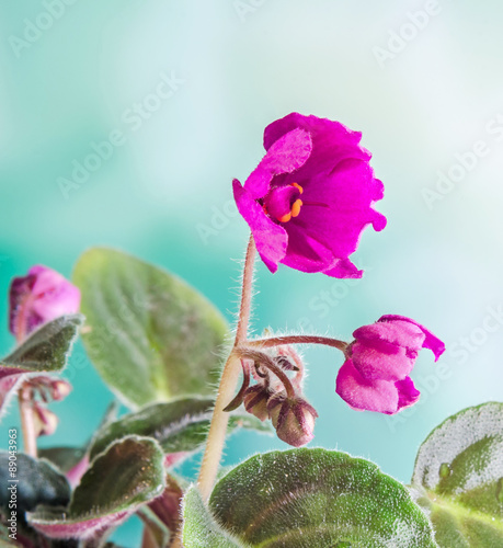 Violet Saintpaulias flowers, commonly known as African violets, Parma violets, close up photo