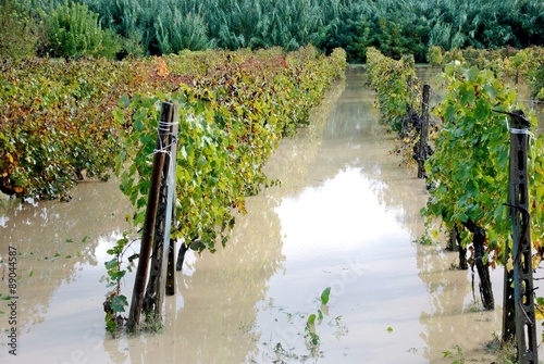alluvione,campi e vigne allagati photo