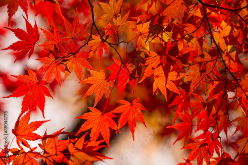 Autumn foliage