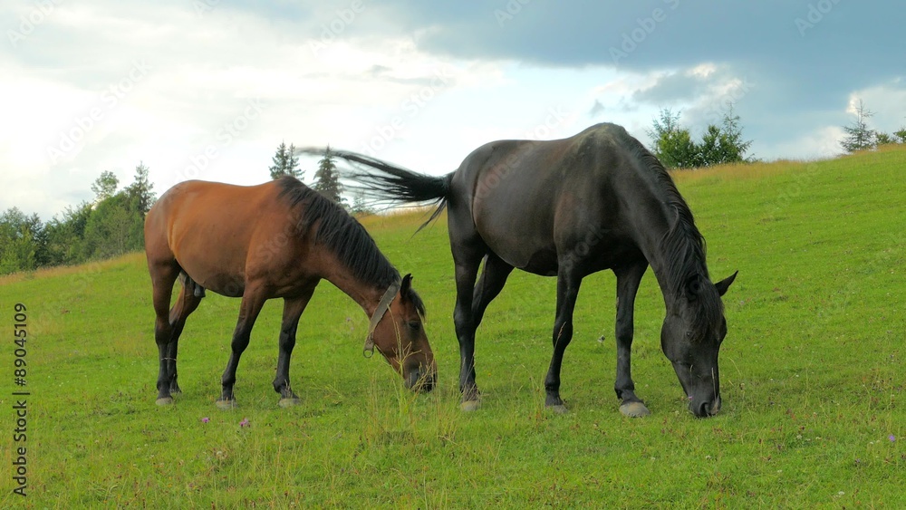 4k,
A herd of horses grazing on mountain pasture 4k,
A herd of horses grazing on mountain pasture