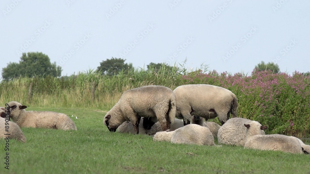flock of sheep lying and standing on meadow flock of sheep lying and standing on meadow
