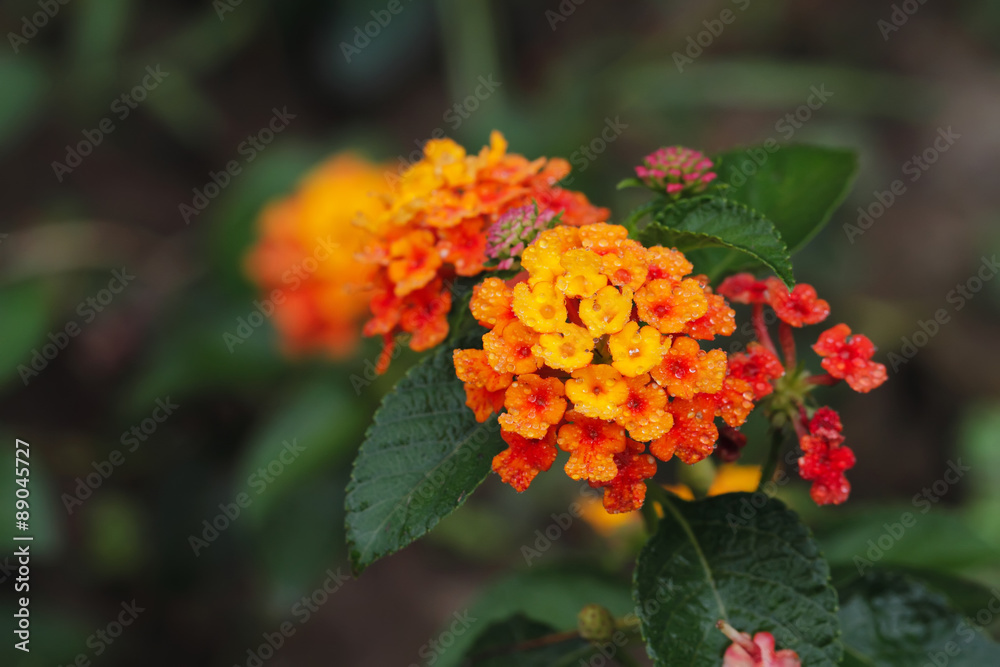 close up red and yellow flower
close up red and yellow flower