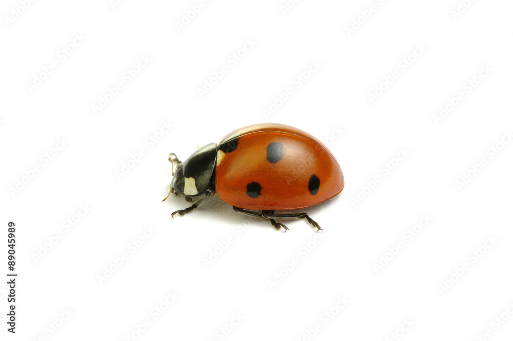 Ladybug Ladybug