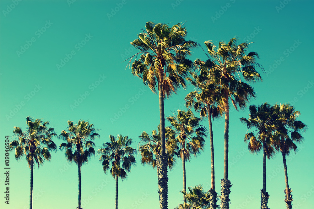 Naklejka premium Palmy na plaży Santa Monica. Vintage post przetworzony. Koncepcja mody, podróży, lata, wakacji i tropikalnej plaży.
