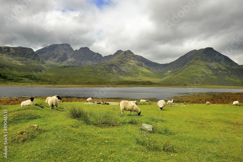 Flock of sheep grazing, Scotland, Elgol © janmiko