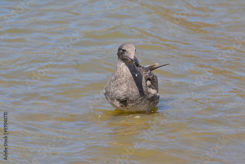 Puffin fuligineux photo