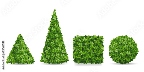 Boxwood shrubs of different forms Fototapet