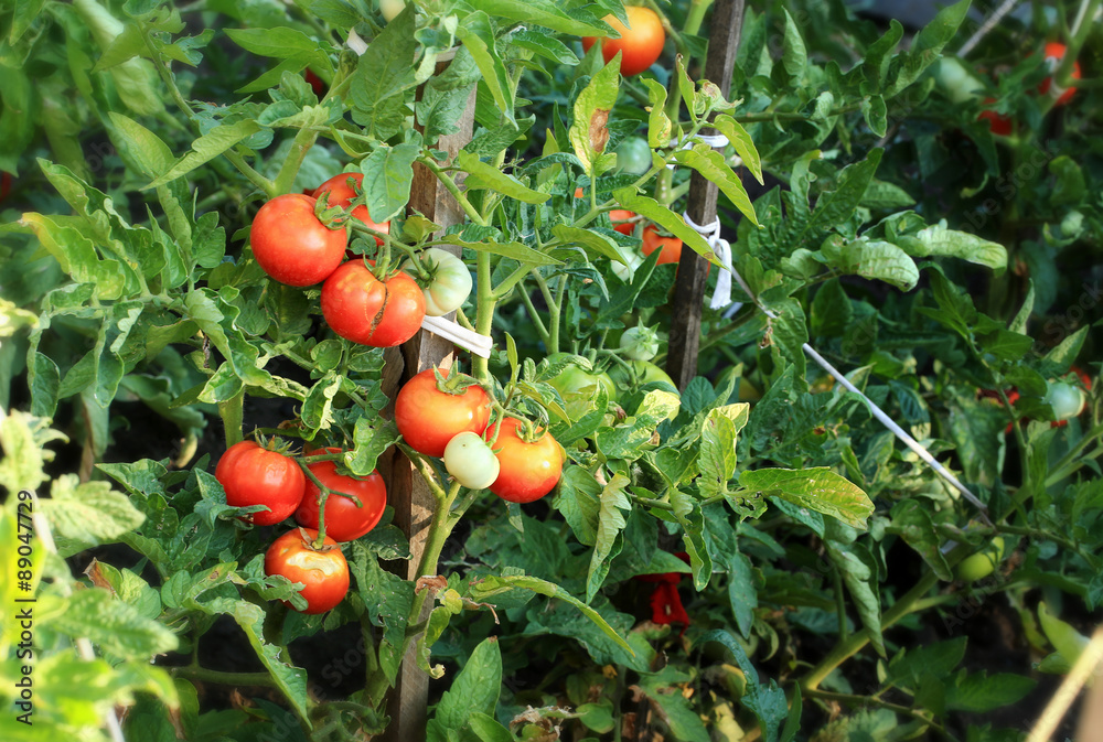 tomatoes in the garden on a bush farm organic product