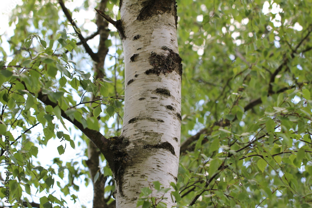 Fototapeta premium Birch