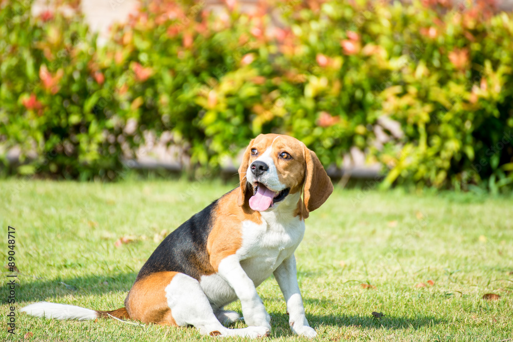 Portrait cute beagle puppy dog Portrait cute beagle puppy dog