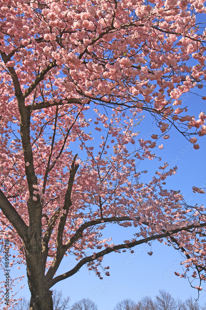 Springtime, tree with beautiful pink flowers