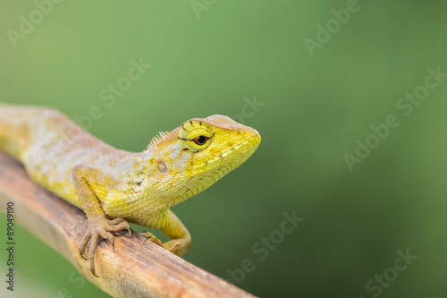 Lizard on a branch in Thailand