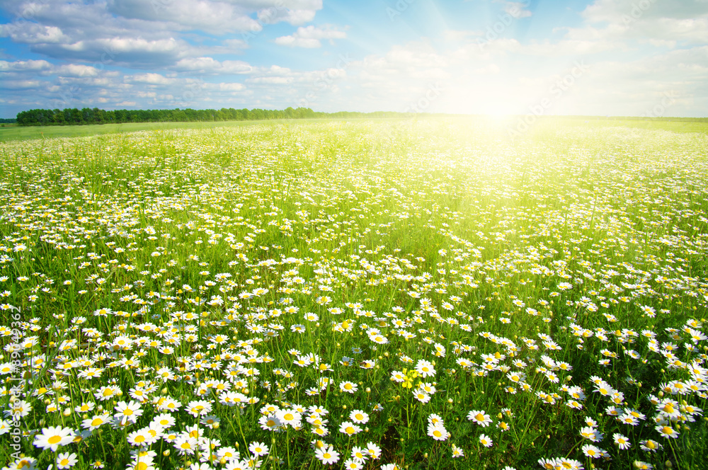 daisy flowers daisy flowers