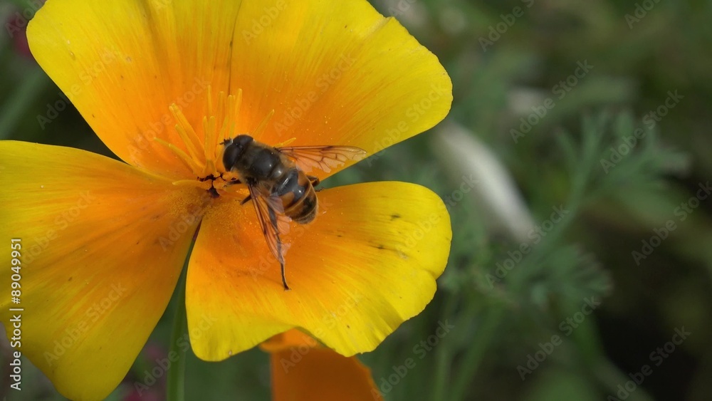 Bee on californica poppy