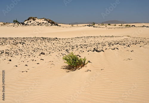 Desert of Fuerteventura in area Corallejo photo