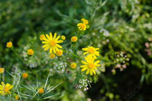 Small yellow flowers. Green background.