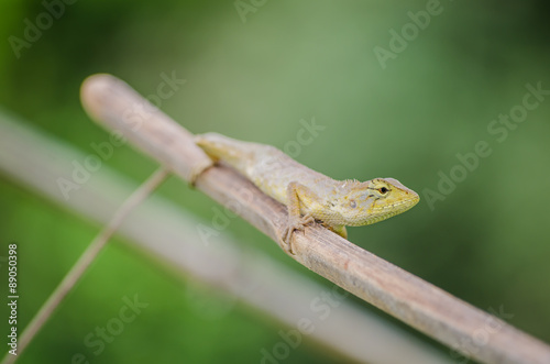 Lizard on a branch in Thailand