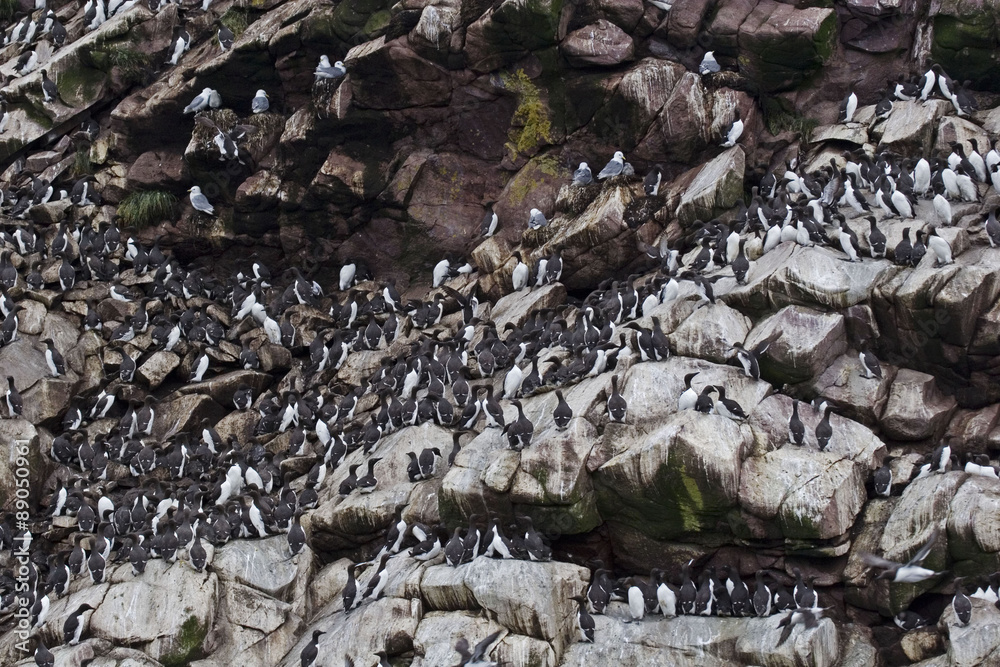Thousands of Common Murres line the ledges of a sea cliff
