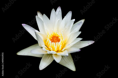 White lotus isolated black background