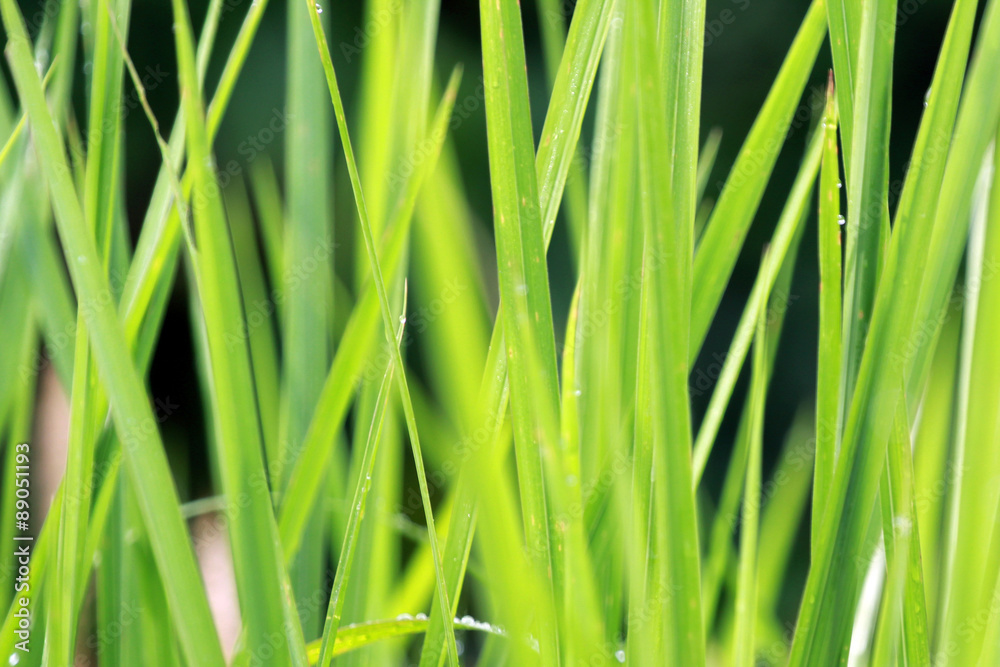 Rice field Rice field