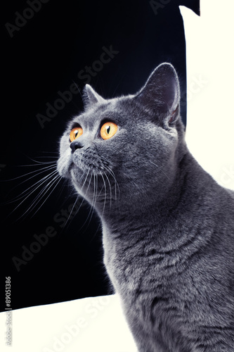 beautiful gray British cat