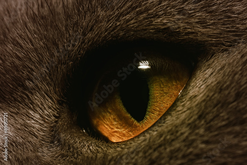 Canvas Print Yellow cat's eye extreme macro