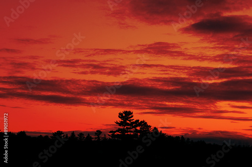 pine tree horizon silhouetted against a brilliant sunset