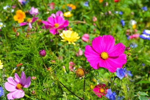 Blumenwiese - bunte Sommerblumen