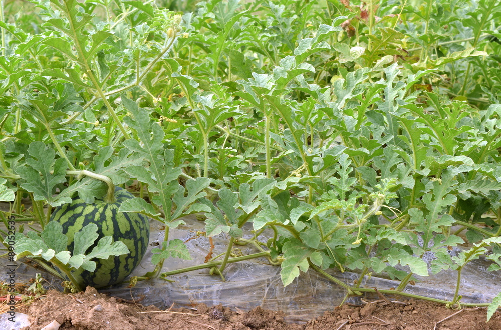 Obraz premium watermelon filed