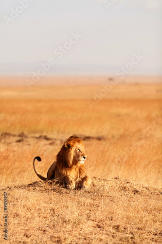 Fototapeta Naklejka Na Ścianę i Meble -  Male lion in Masai Mara