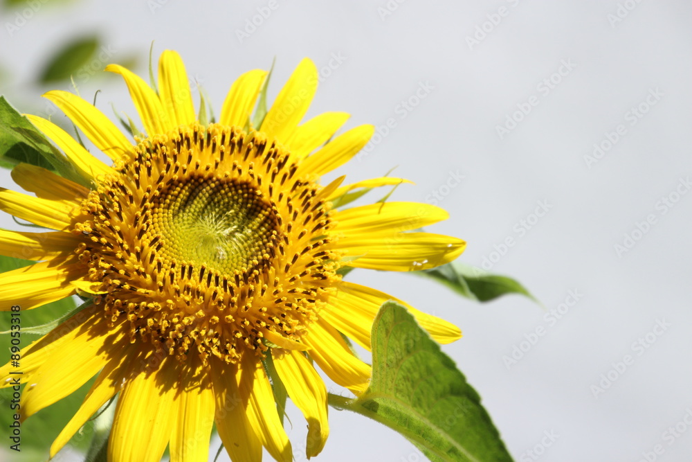 Naklejka premium ひまわり