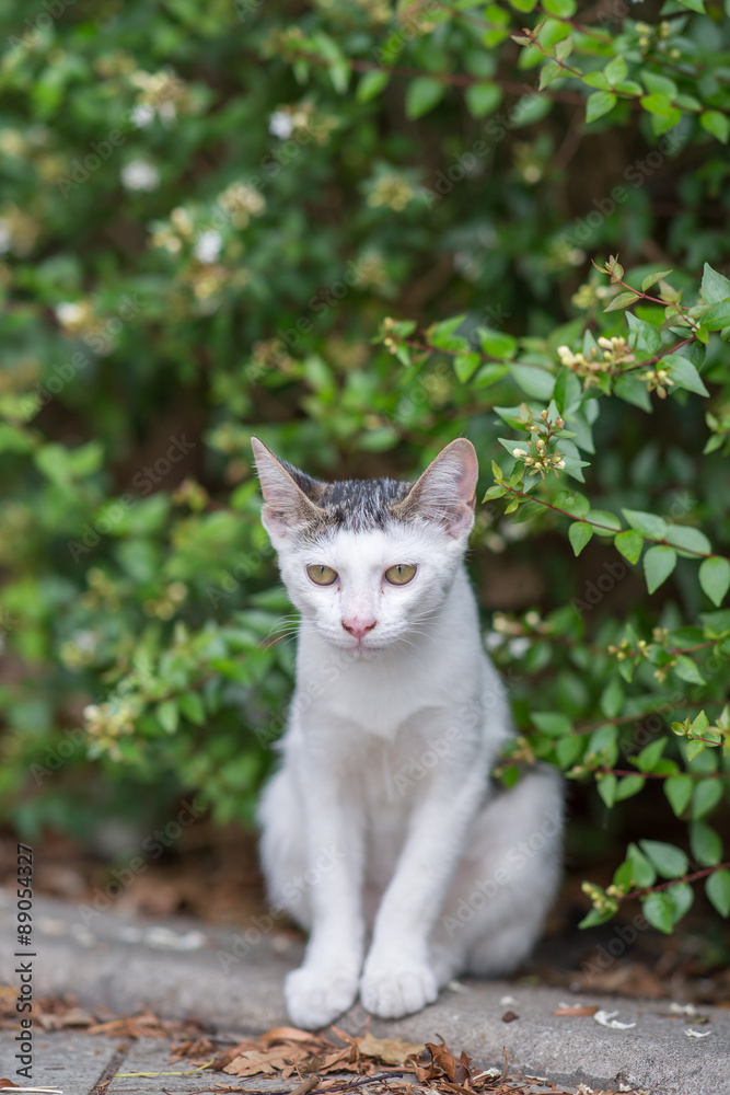 リラックスする仔のらねこ リラックスする仔のらねこ