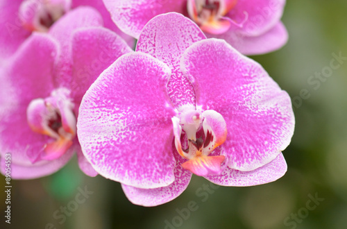 Close-up of pink orchid phalaenopsis