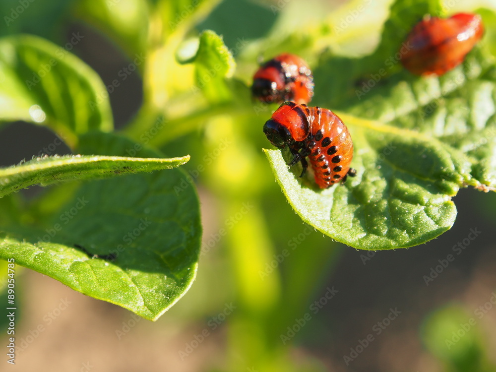 Colorado Beetle Larva Eating Potato Leaves Colorado Beetle Larva Eating Potato Leaves