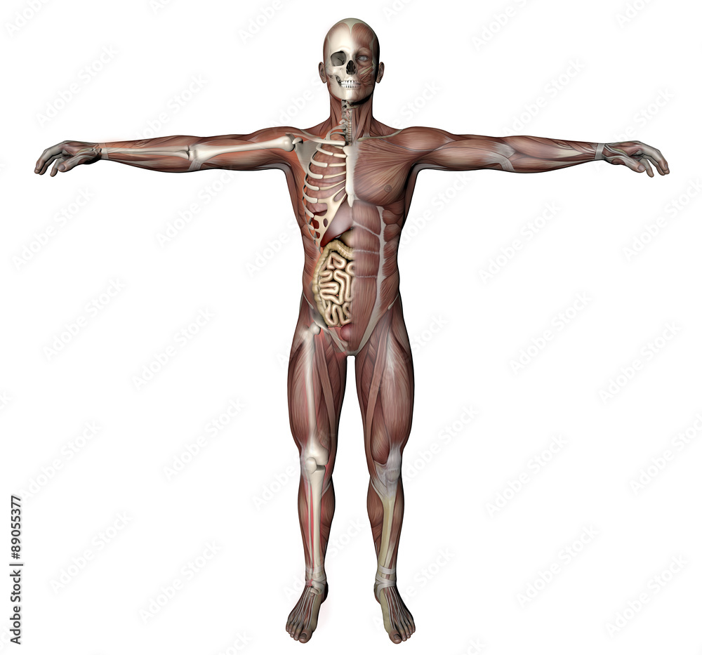 Uomo corpo anatomia fitness, muscoli e scheletro Uomo corpo anatomia fitness, muscoli e scheletro