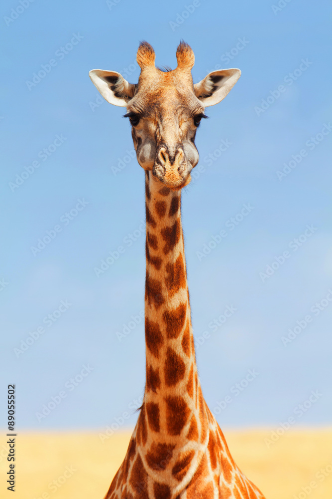 Fototapeta premium Giraffe in Masai Mara