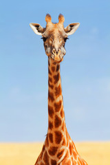 Leinwandbilder Giraffe Giraffe in der Masai Mara  © ivanmateev