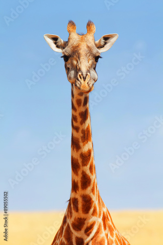 Giraffe in Masai Mara