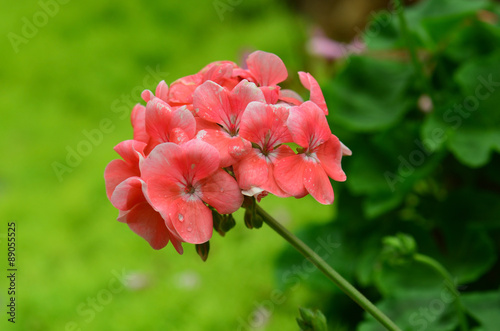 Fototapeta Naklejka Na Ścianę i Meble -  closeup geraniums with soft background