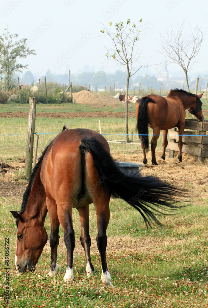 Chevaux mangeant dans la pâture Chevaux mangeant dans la pâture