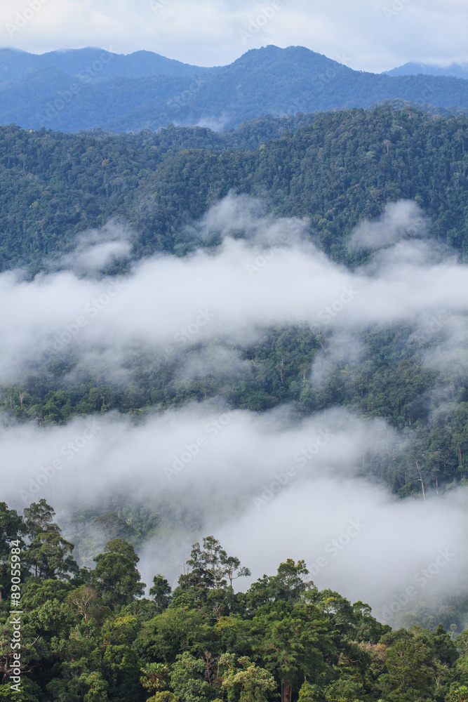 sea of fog with forests as foreground sea of fog with forests as foreground