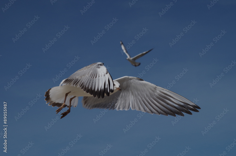 Fototapeta premium Möwe im Flug