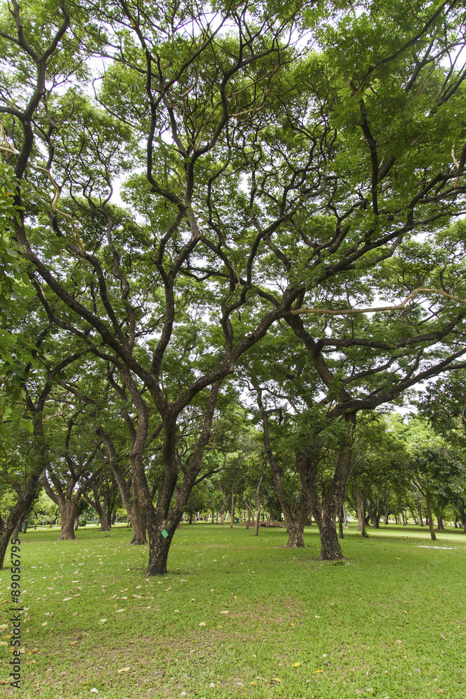 Green trees Green trees