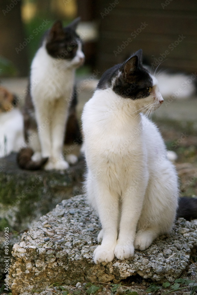 Colonia felina Colonia felina