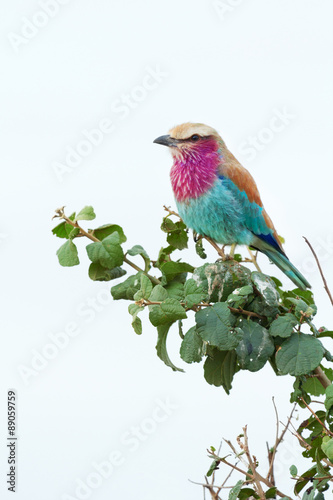 Lilac-Breasted Roller