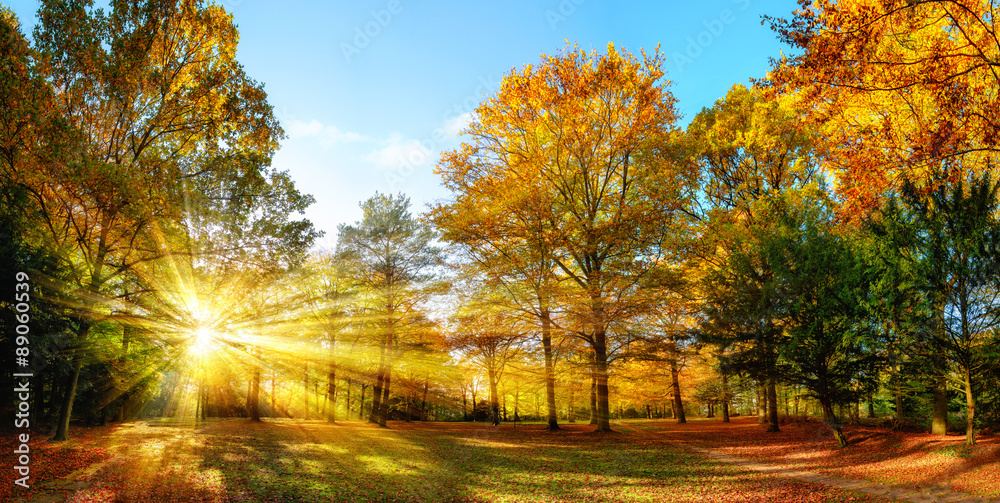 Fototapeta Jesienny las w promieniach słońca