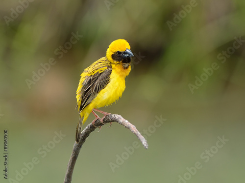 Bird (Asian Golden Weaver) , Thailand
