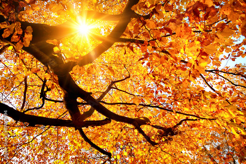 Sun shining in the golden autumn #89060594