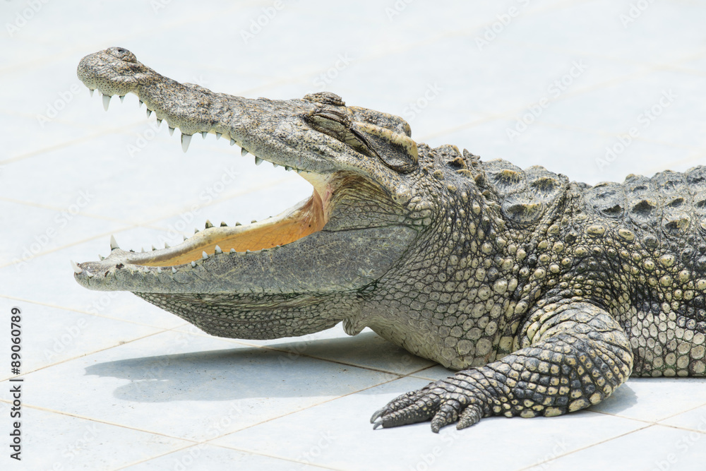 Naklejka premium Alligator